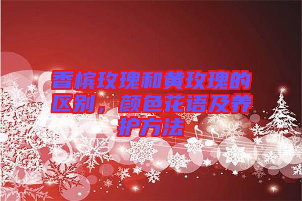 香檳玫瑰和黃玫瑰的區別，顏色花語及養護方法